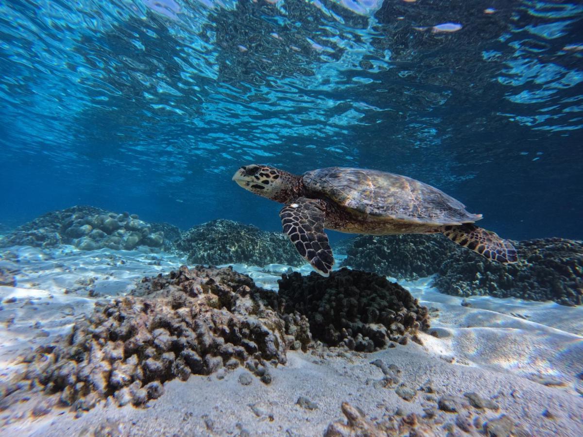 Blue Water Thoddoo Inn المظهر الخارجي الصورة