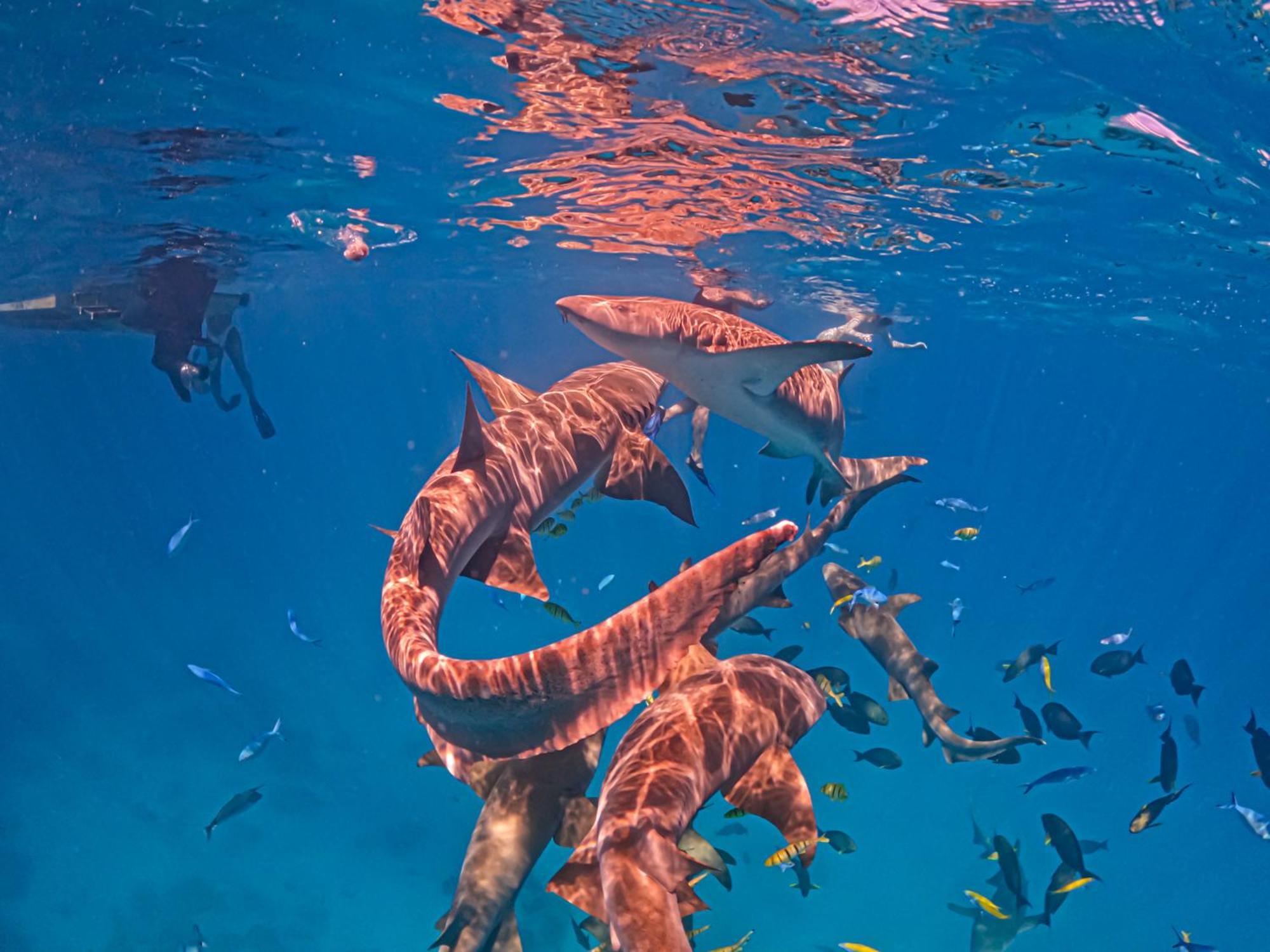 Blue Water Thoddoo Inn المظهر الخارجي الصورة