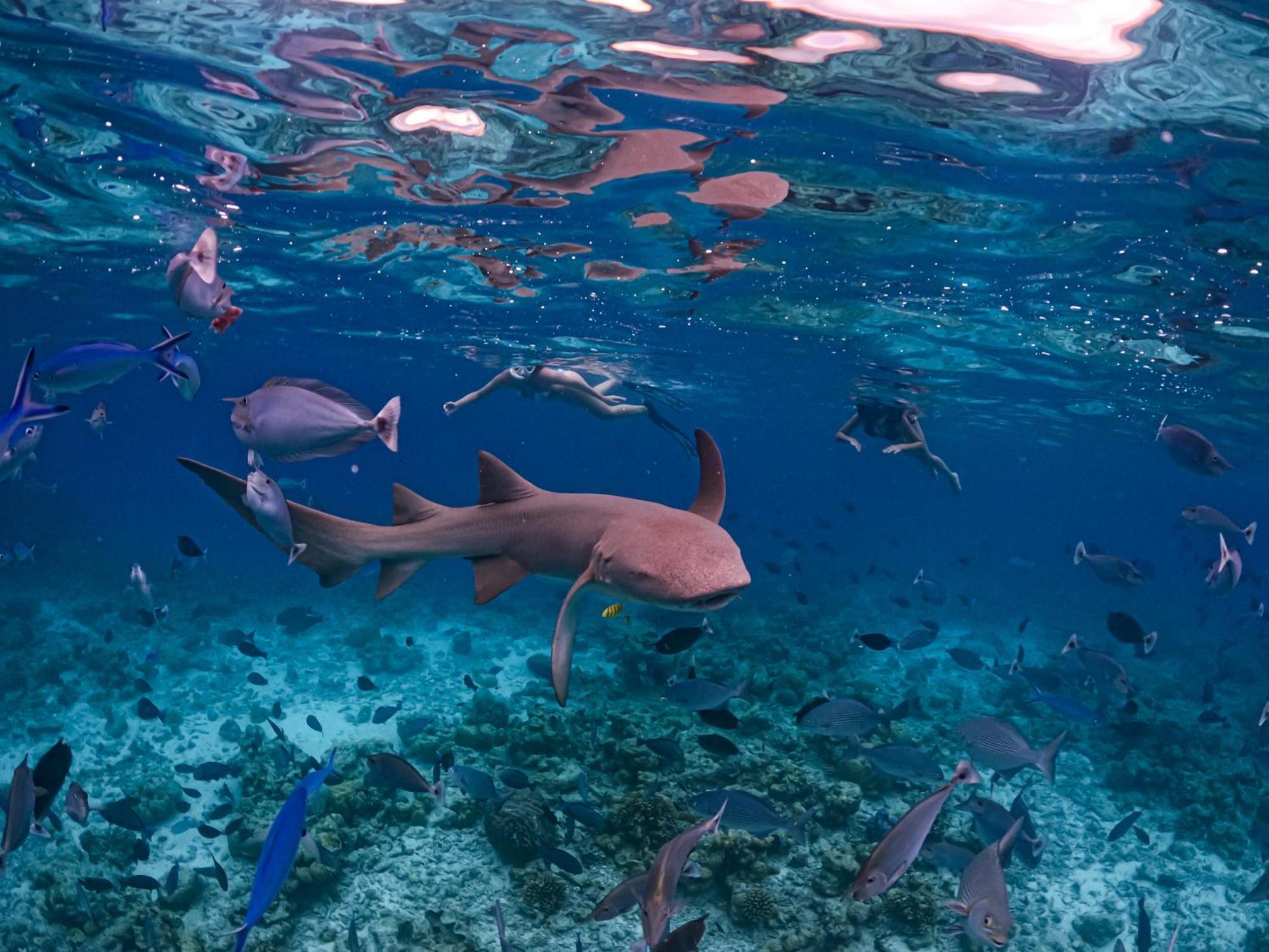 Blue Water Thoddoo Inn المظهر الخارجي الصورة