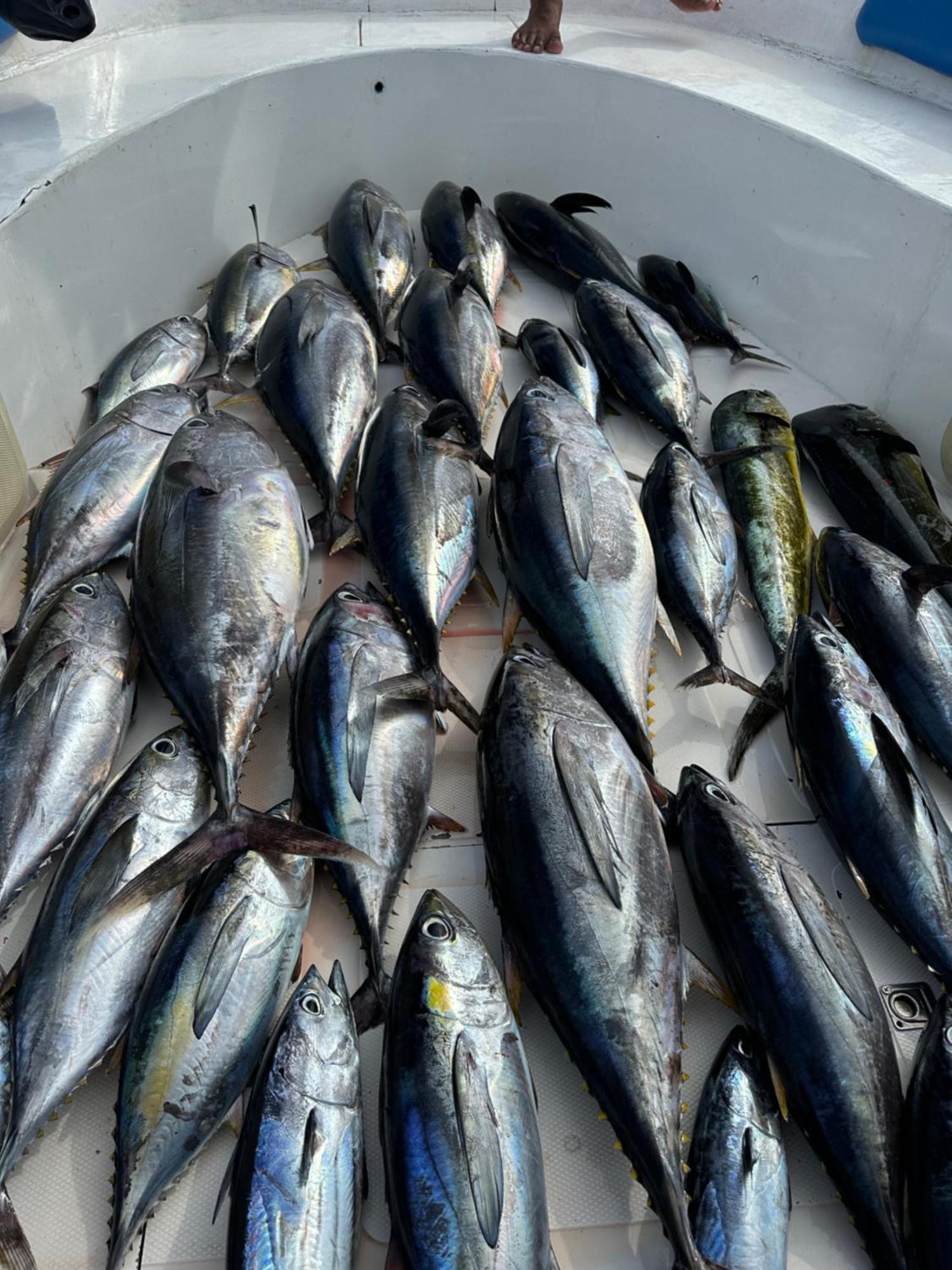 Blue Water Thoddoo Inn المظهر الخارجي الصورة